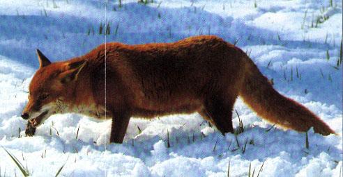 renard dans la neige